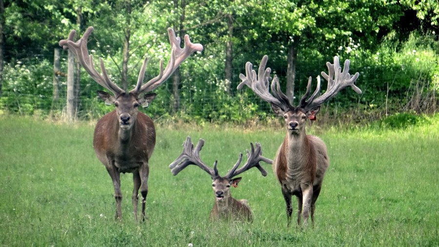 RUDZIE poronkasvatus poronkasvatus kuusipeuravasikat 02