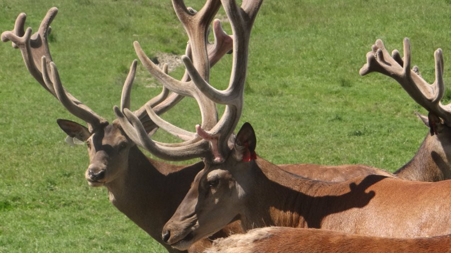 RUDZIE poronkasvatus poronkasvatus kuusipeuravasikat 04