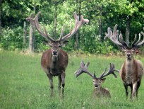 RUDZIE poronkasvatus poronkasvatus kuusipeuravasikat