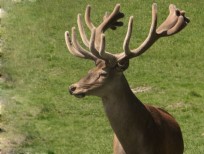 RUDZIE poronkasvatus poronkasvatus kuusipeuravasikat