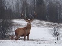 RUDZIE poronkasvatus poronkasvatus kuusipeuravasikat