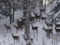 RUDZIE poronkasvatus poronkasvatus kuusipeuravasikat