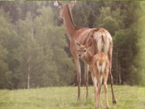 RUDZIE poronkasvatus poronkasvatus kuusipeuravasikat