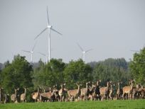 RUDZIE poronkasvatus poronkasvatus kuusipeuravasikat