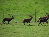 RUDZIE poronkasvatus poronkasvatus kuusipeuravasikat