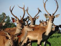RUDZIE poronkasvatus poronkasvatus kuusipeuravasikat