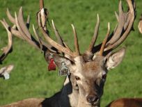 RUDZIE poronkasvatus poronkasvatus kuusipeuravasikat