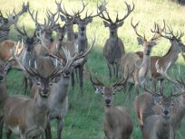 RUDZIE poronkasvatus poronkasvatus kuusipeuravasikat