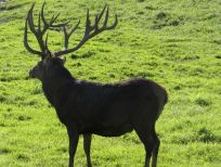 RUDZIE poronkasvatus poronkasvatus kuusipeuravasikat
