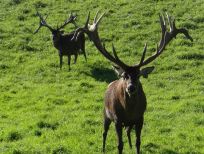RUDZIE poronkasvatus poronkasvatus kuusipeuravasikat