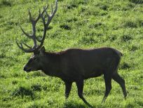 RUDZIE poronkasvatus poronkasvatus kuusipeuravasikat