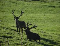 RUDZIE poronkasvatus poronkasvatus kuusipeuravasikat