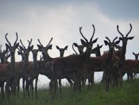 RUDZIE poronkasvatus poronkasvatus kuusipeuravasikat