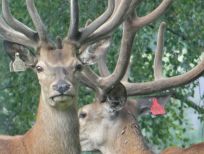 RUDZIE poronkasvatus poronkasvatus kuusipeuravasikat