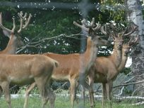 RUDZIE poronkasvatus poronkasvatus kuusipeuravasikat