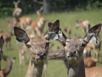 RUDZIE poronkasvatus poronkasvatus kuusipeuravasikat